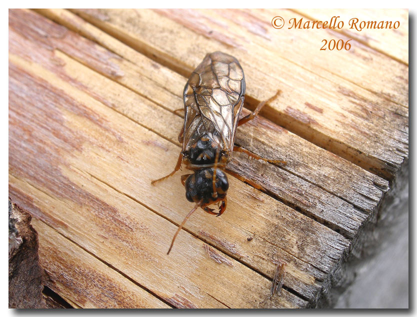 Insetti del Parco Adamello Brenta (TN): immagini e appunti